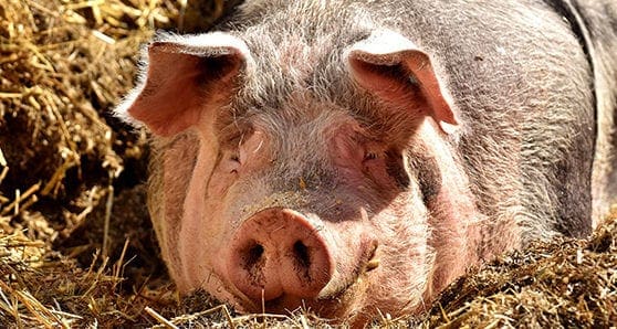 pig Don’t blame the oil industry for our consumer excesses