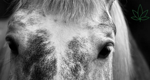 Medical cannabis being launched for horses Medical cannabis being launched for horses