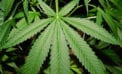 Canadian cannabis sales forecast to soar in next few years Canadian cannabis sales forecast to soar in next few years