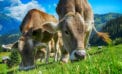 cattle farming cows agriculture Consumer trust in agriculture is waning