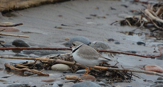 rain birds shelter Buckets of rain put wildlife in peril