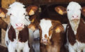 $2 billion(!) payment to dairy farmers all about politics $2 billion(!) payment to dairy farmers all about politics
