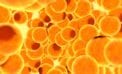 Fat cells Fat cells may influence how the body reacts to heart failure