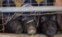 pigs Political welfare raising its ugly head in Ontario again