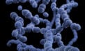 Disease Testing for more sensitive ways to diagnose rare diseases