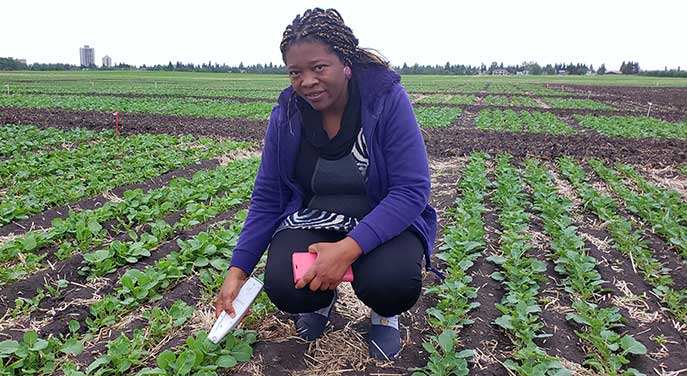 Plant scientist Linda Gorim Research project explores new way to boost canola production