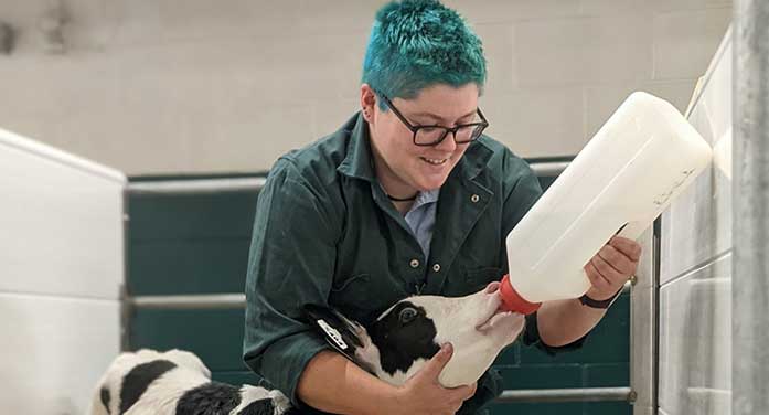 Becs Hiltz feeding calf Researcher aims to buy more time for dairy calves to absorb vital antibodies