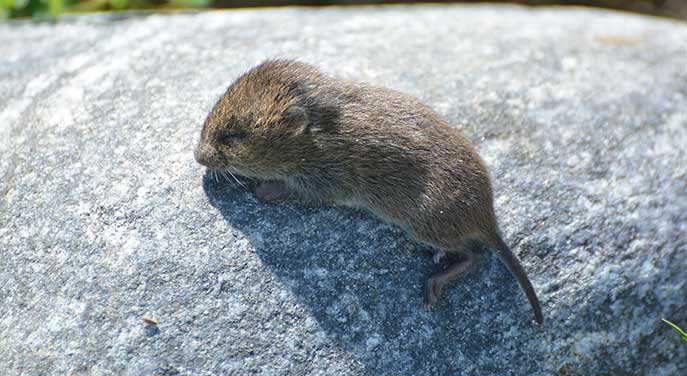 Who doesn’t want to eat a meadow vole?