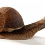 CRTC price controls threaten to lower telecom speed to a snail’s pace